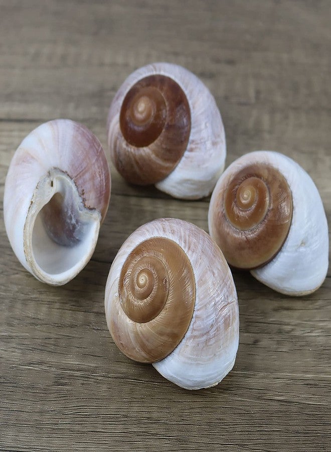 Besimple 4 Pack Large Hermit Crab Shells, Muffin Snail, Turbo, Giant Land Snail | Hermit Crab House for Fish Tank Aquarium Decoration, Beach Home Decor, Wedding Centerpieces, 2.75"-3" - Image 3